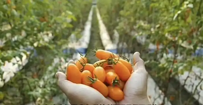 种植什么好致富_致富种植什么比较赚大钱_致富种植好项目大全