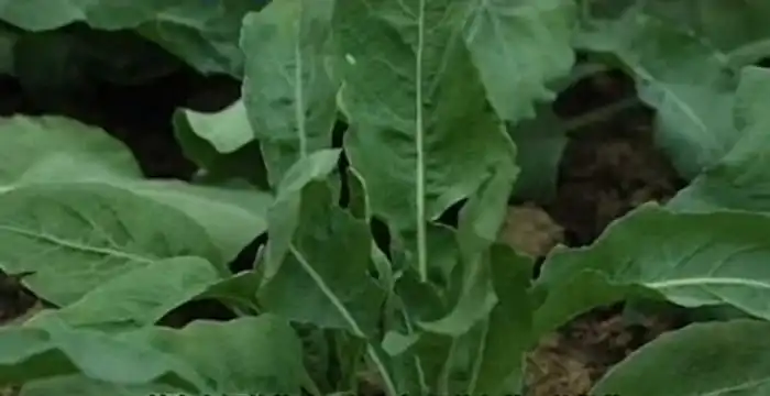 种植什么好致富_致富种植好项目大全_致富种植什么比较赚大钱