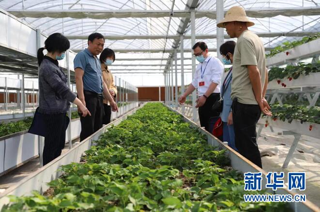 种植温室大棚赚钱吗_温棚种植的优势_温棚种植致富项目