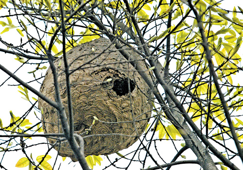 马蜂（胡蜂）如何组建双王群（胡蜂可以养双王群吗）