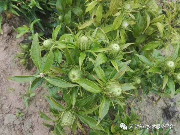 丹参东北种植技术方法_东北种植丹参方法技术视频_东北种植丹参方法技术要点