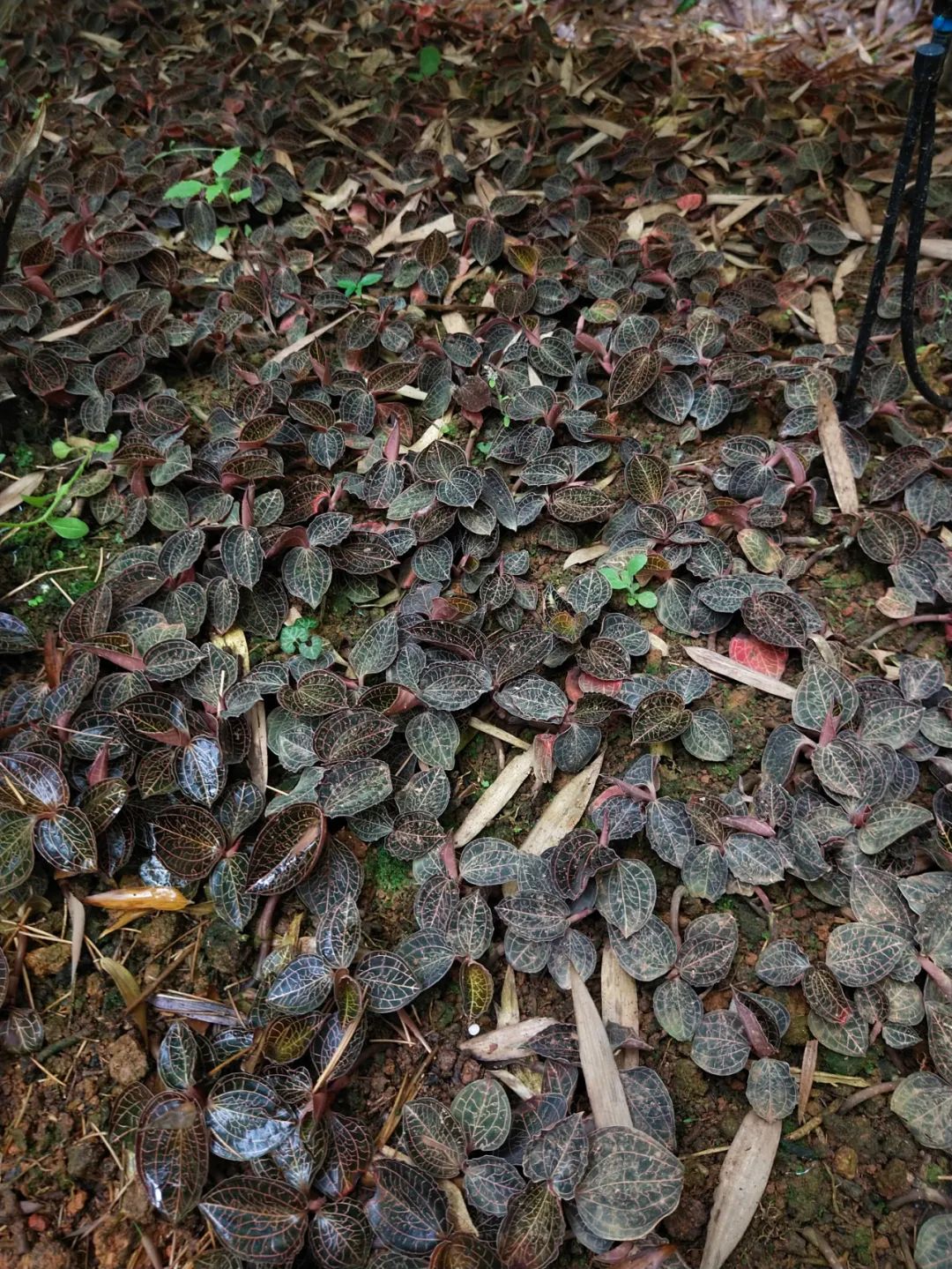 农广天地高粱种植技术_高粱种植视频_高粱种植技术与亩产量