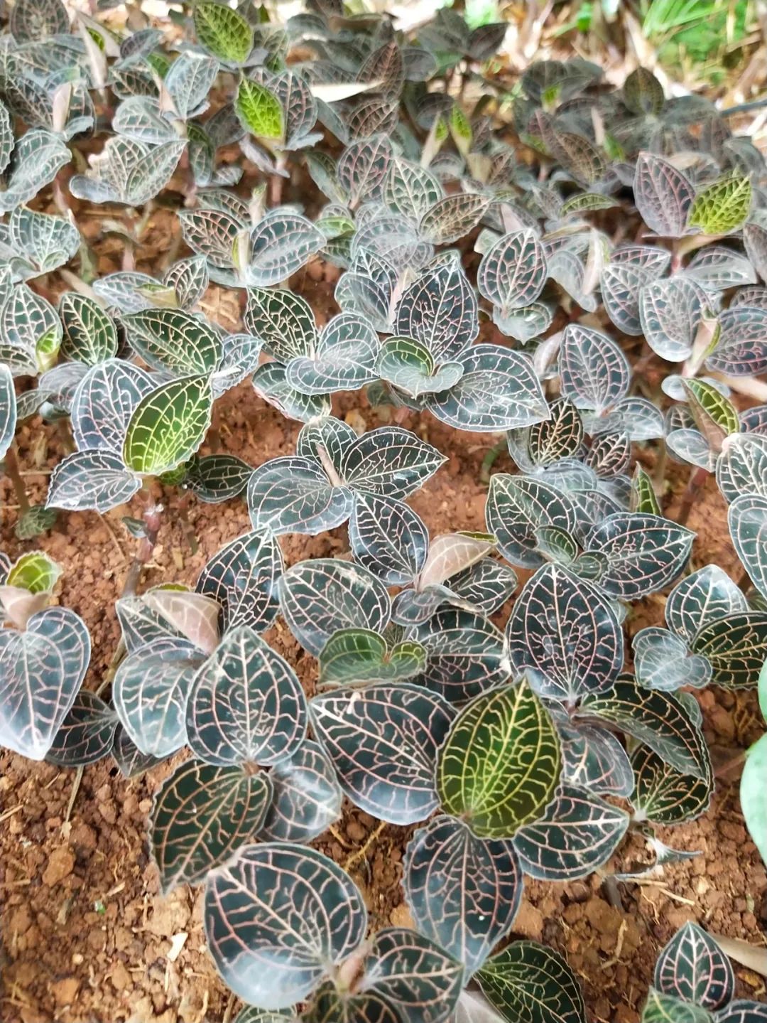 农广天地高粱种植技术_高粱种植技术与亩产量_高粱种植视频