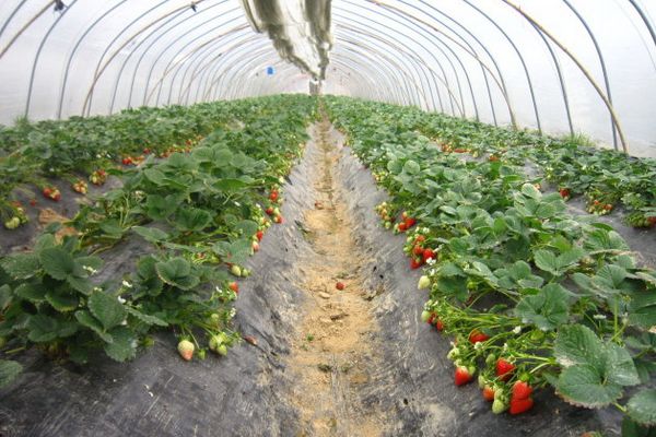 种植金针姑致富_农广天地种植金针菇技术视频_金针姑怎么种植