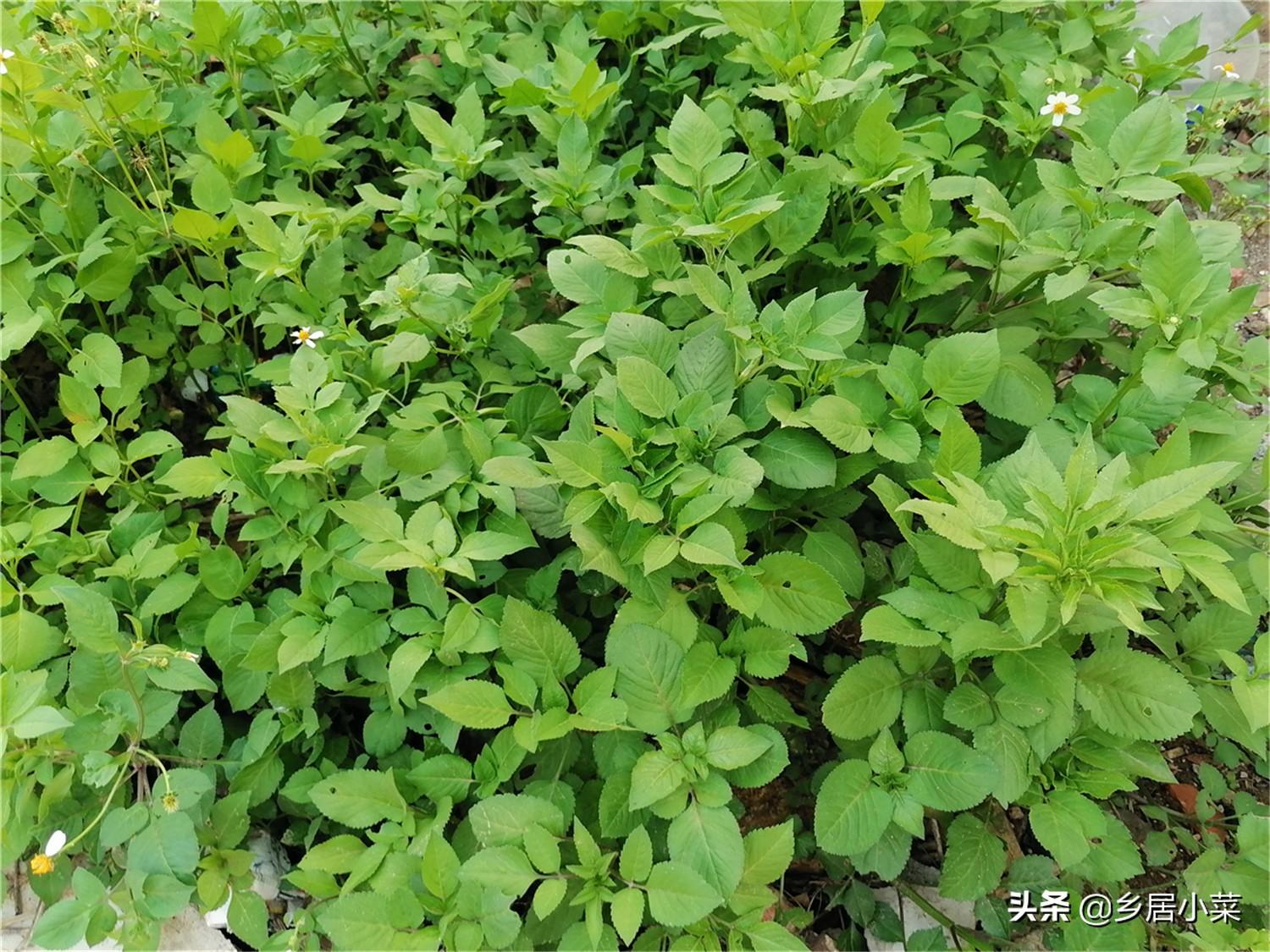 豆薯种植技术_豆薯的种植_豆薯种子的作用与功效