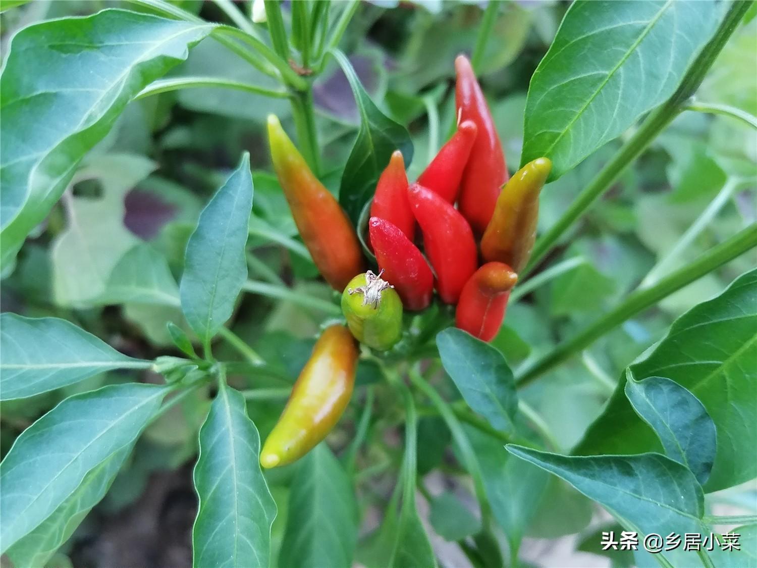 豆薯种植技术_豆薯的种植_豆薯种子的作用与功效