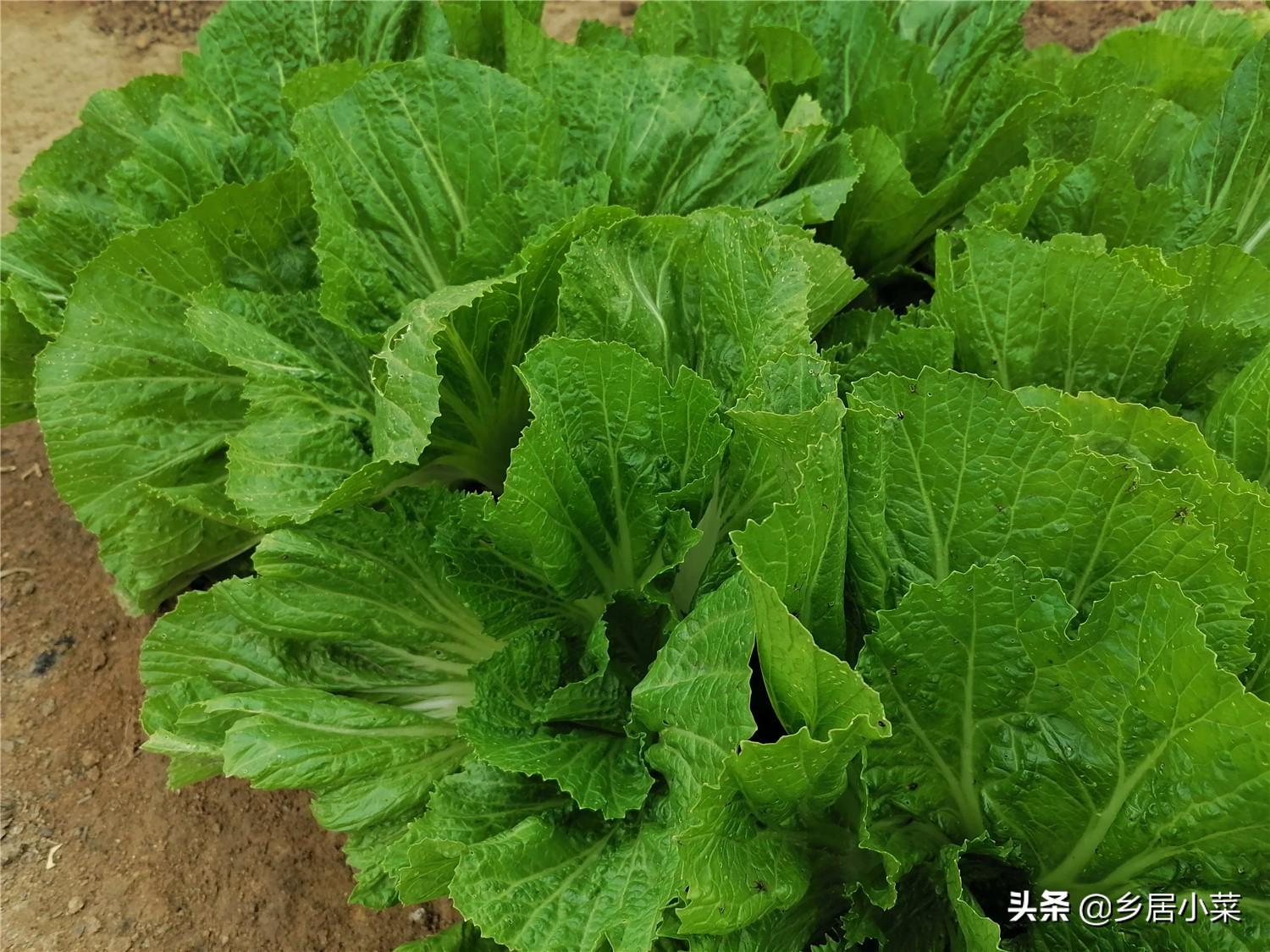 豆薯种植技术_豆薯种子的作用与功效_豆薯的种植