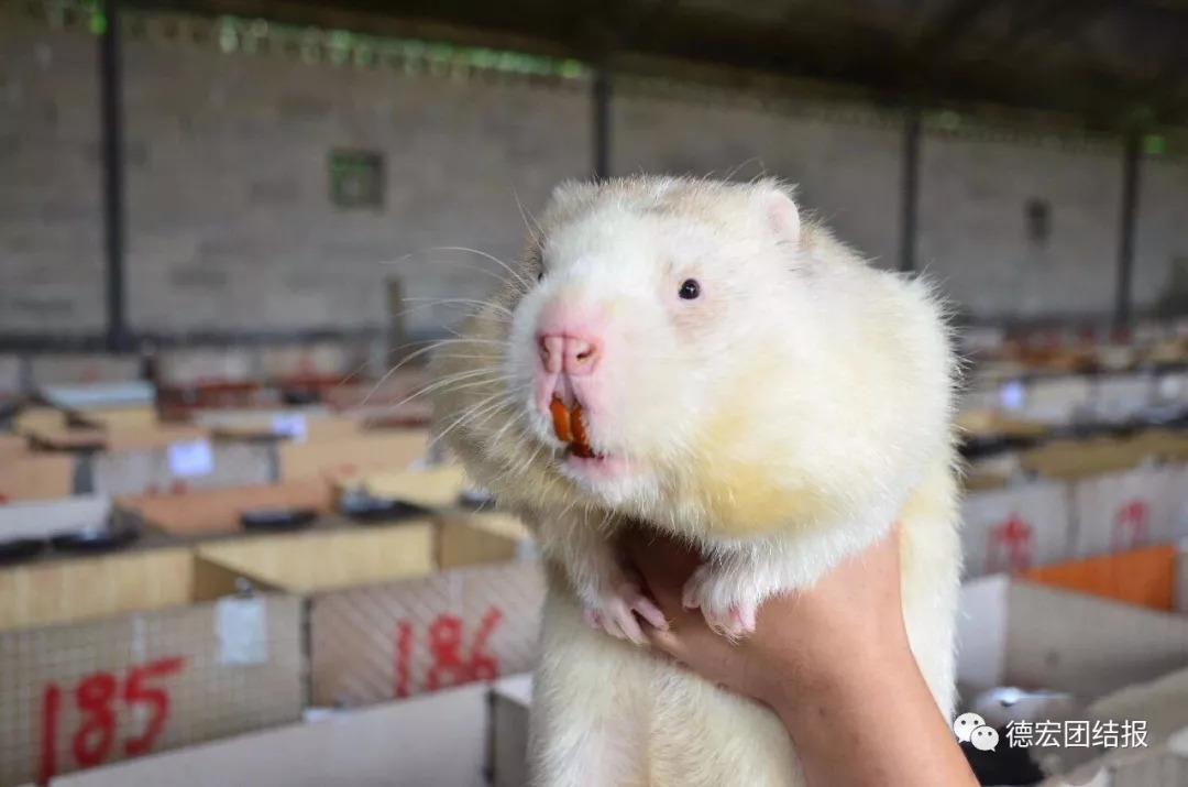 生财有道竹鼠养殖视频_看致富经养竹鼠视频_竹鼠养殖技术视频高清