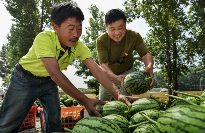 “小吊瓜”结出“致富果”