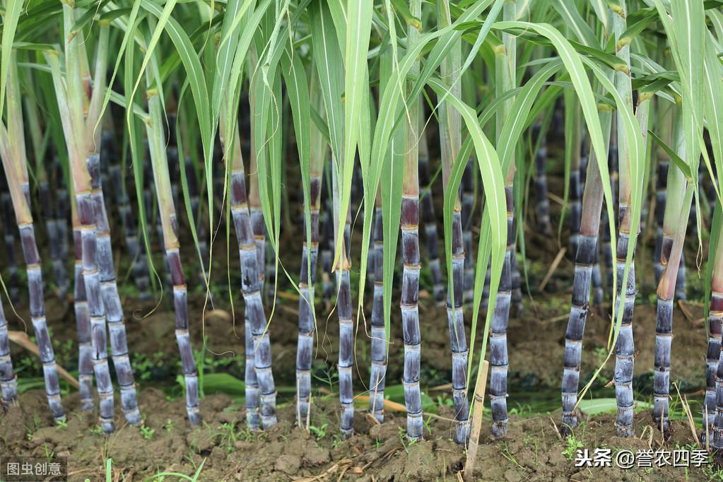 甘蔗种植管理技术与管理_甘蔗种植管理技术_黄皮甘蔗种植管理技术