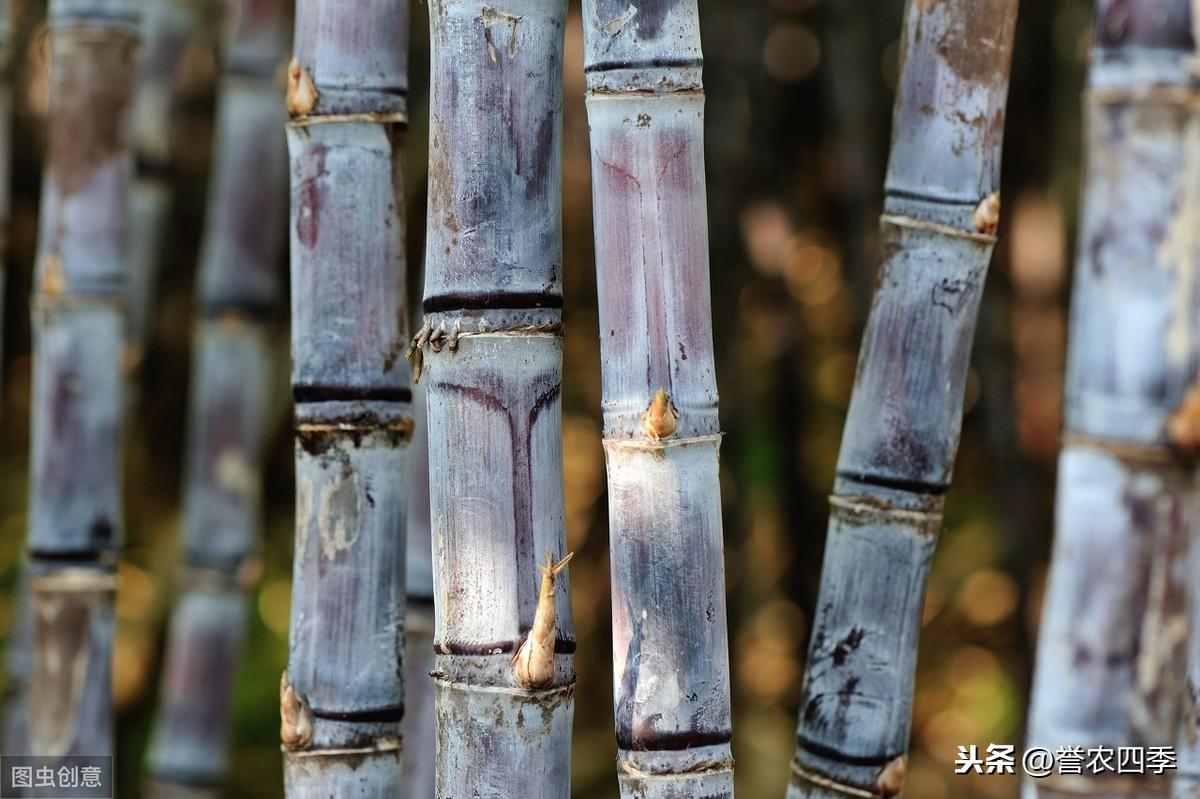 甘蔗种植管理技术与管理_甘蔗种植管理技术_黄皮甘蔗种植管理技术