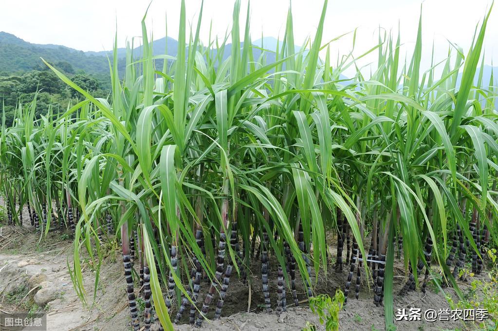 黄皮甘蔗种植管理技术_甘蔗种植管理技术_甘蔗种植管理技术与管理