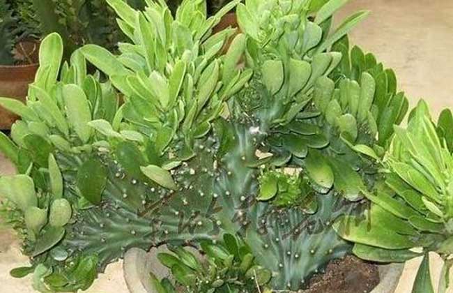 麒麟掌