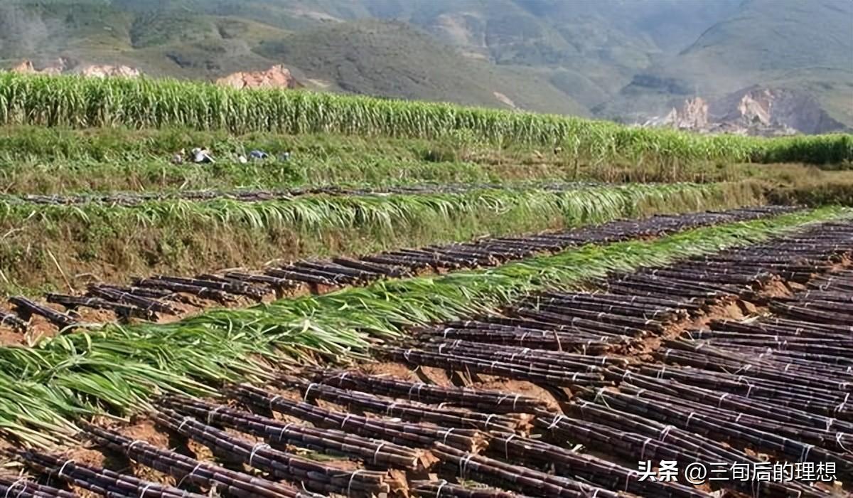 甘蔗栽培技术，要想种植高产量甘蔗，必须根据方法去管理