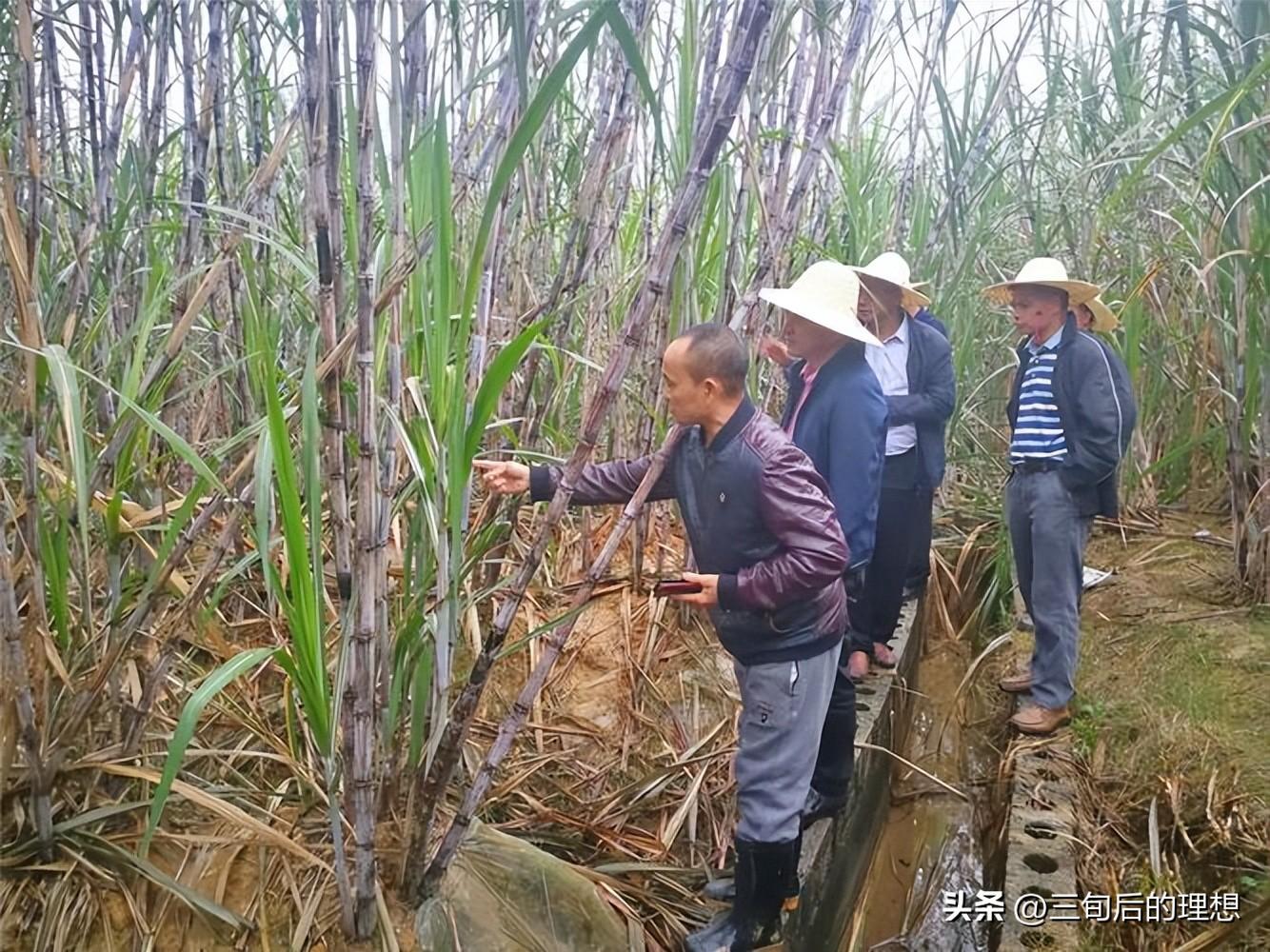 甘蔗种植管理技术_甘蔗种植管理技术与管理_黄皮甘蔗种植管理技术