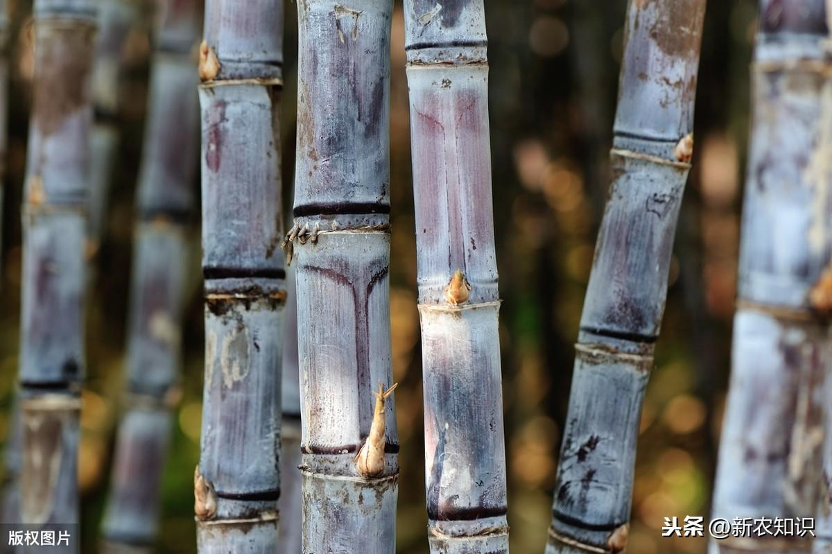 黄皮甘蔗种植管理技术_甘蔗种植管理技术与管理_甘蔗种植管理技术