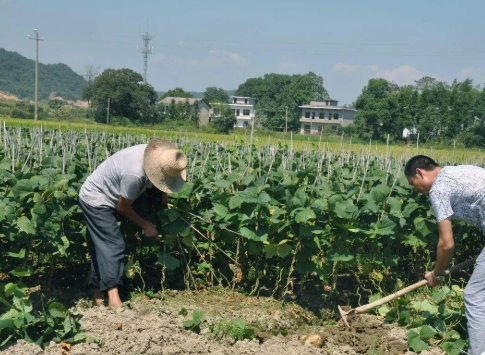 豆薯种植技术_豆薯种子的作用与功效_豆薯栽培技术