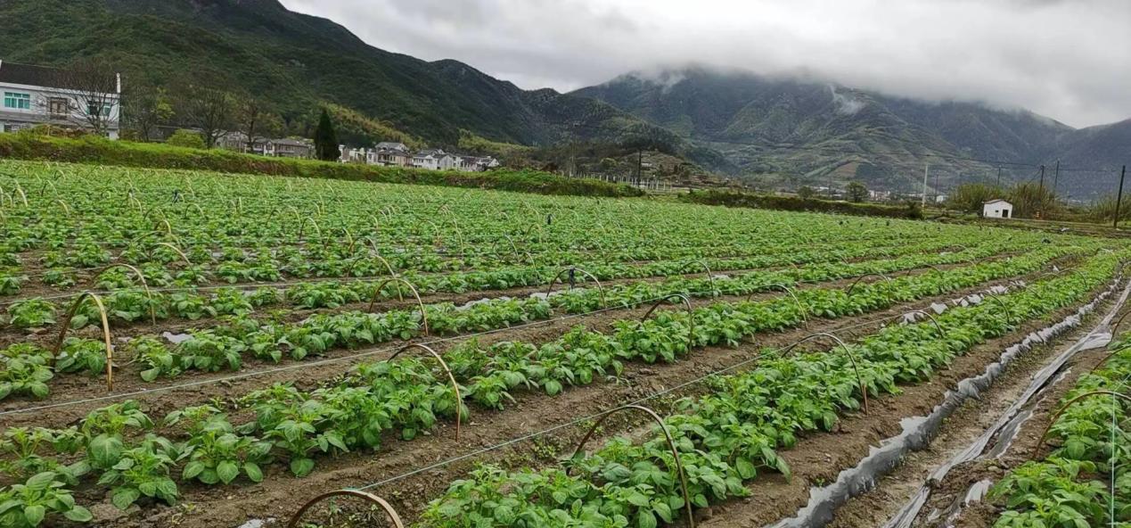 致富经豆腐全集视频_陈波豆腐致富经_致富经豆腐皮