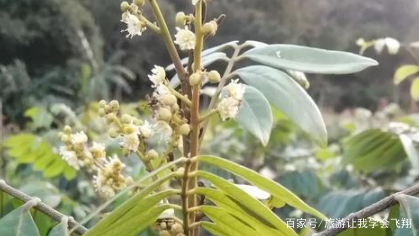 四季龙眼种植视频_四季种植龙眼技术与管理_四季龙眼种植技术