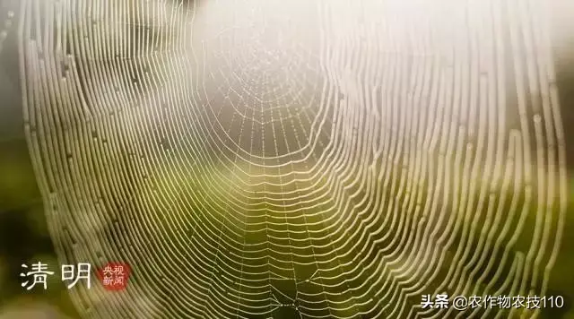 豆薯种植技术_豆薯怎么种植方法如下_豆薯种子的作用与功效