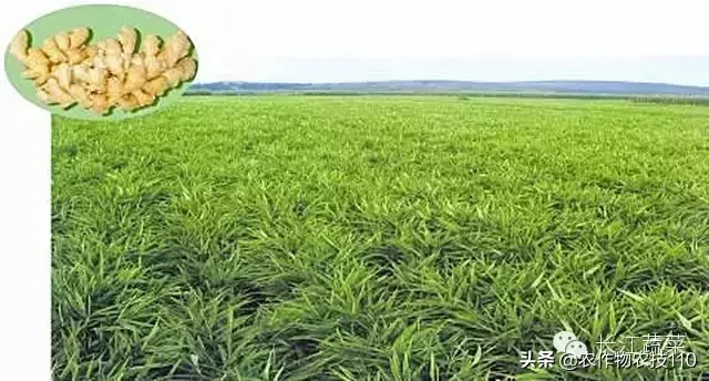 豆薯种植技术_豆薯怎么种植方法如下_豆薯种子的作用与功效