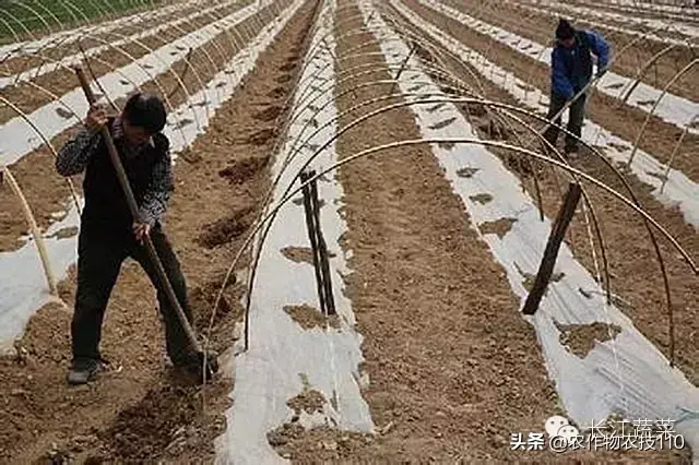 豆薯怎么种植方法如下_豆薯种植技术_豆薯种子的作用与功效