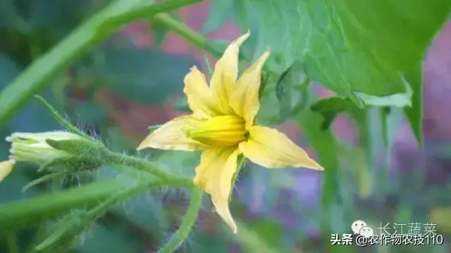 豆薯种植技术_豆薯怎么种植方法如下_豆薯种子的作用与功效