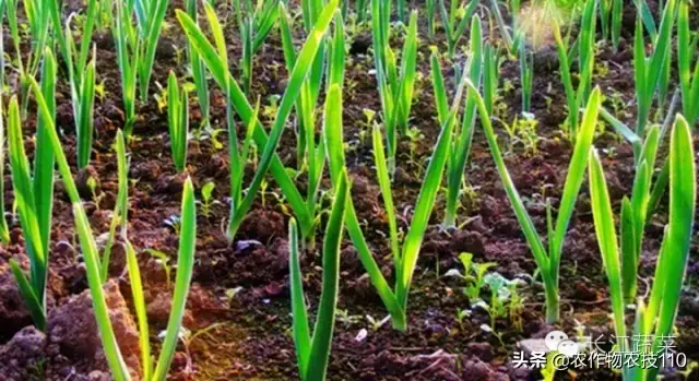 豆薯种子的作用与功效_豆薯怎么种植方法如下_豆薯种植技术