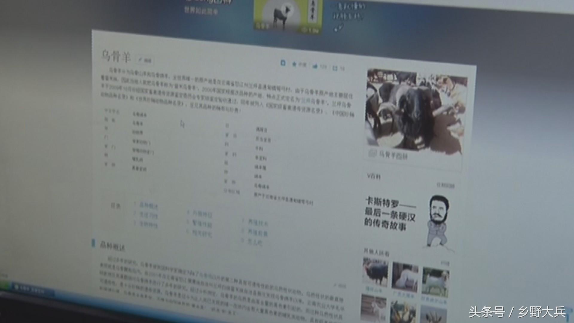 乌骨羊养殖专业合作社_致富经乌骨羊养殖视频_cctv7 致富经乌骨羊