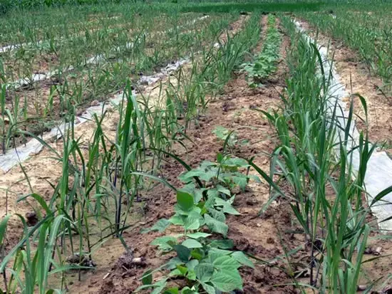 甘蔗种植管理技术_黄皮甘蔗种植管理技术_甘蔗种植管理技术与管理