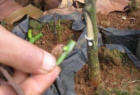 菠萝蜜该怎么种植方法,怎么种菠萝蜜树图4