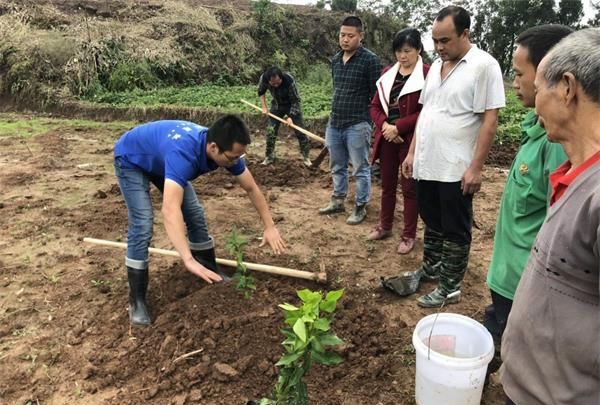 菠萝蜜该怎么种植方法,怎么种菠萝蜜树图5