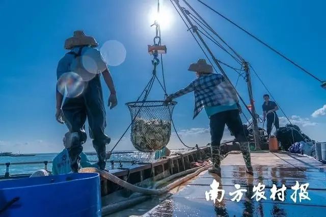 养殖金鲳鱼的有利条件_金鲳鱼养殖技术视频_2021年养殖金鲳鱼前景如何