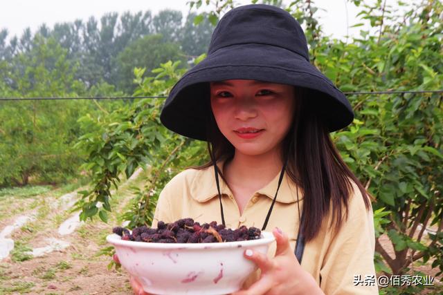 种植什么果树前景好(现在农村种植什么树值钱？北方文冠果正被热炒