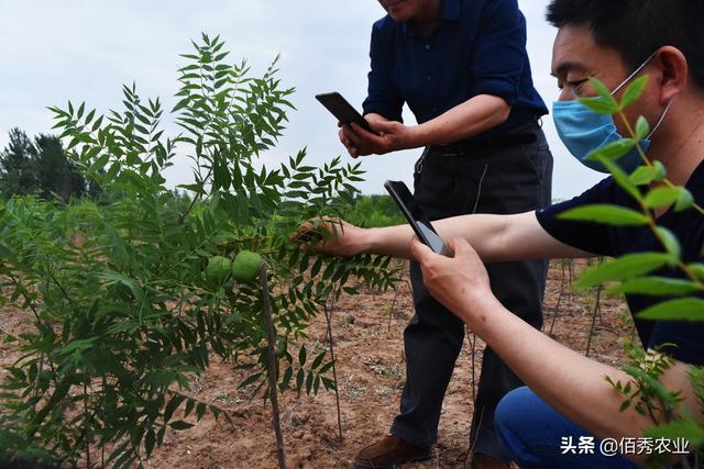 现在农村种植什么树值钱？北方文冠果正被热炒，提醒农户不要跟风