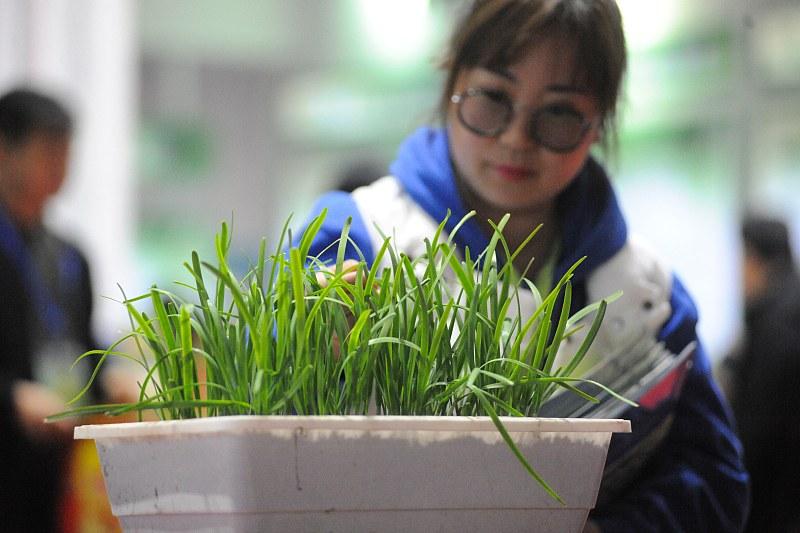 室内种植业致富项目_室内种植什么赚钱_室内种植致富的