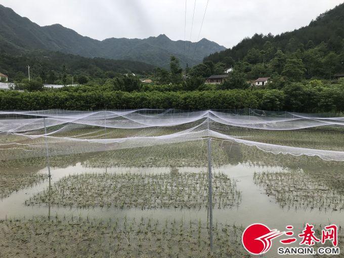 泥鳅养殖户抱团致富_致富泥鳅养殖_致富经泥鳅