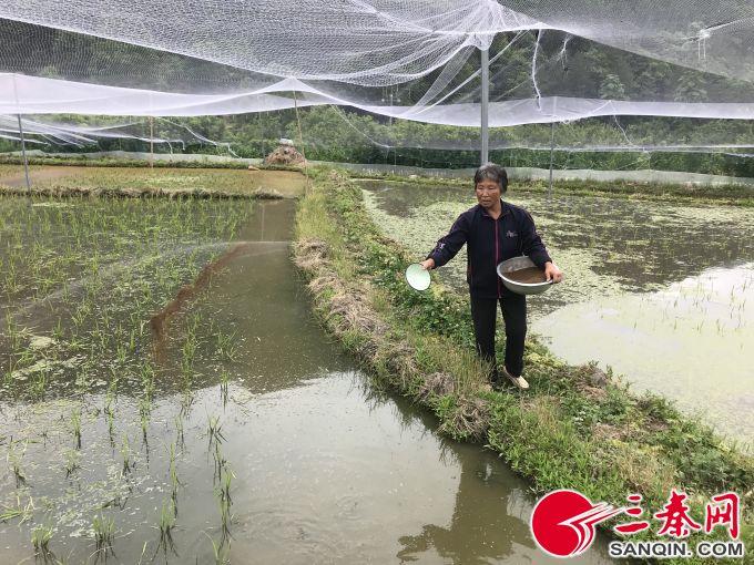 泥鳅养殖户抱团致富_致富泥鳅养殖_致富经泥鳅