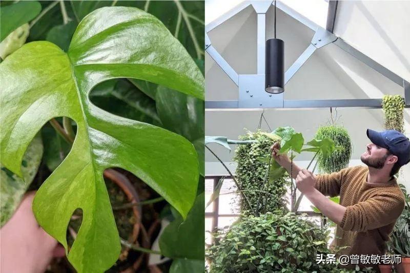 室内种植致富的_室内种植什么赚钱_室内种植创业