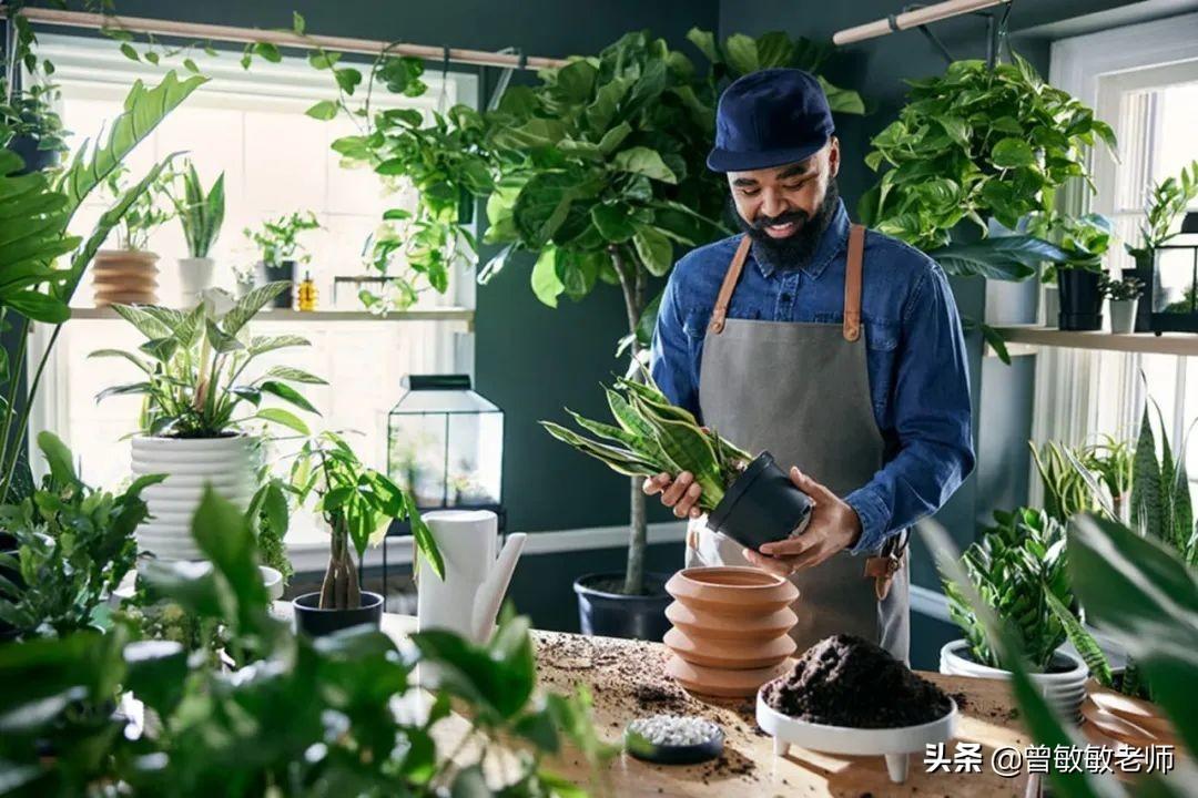 室内种植致富的_室内种植创业_室内种植什么赚钱