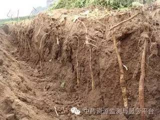 山药的施肥种植技术_山药种植施肥技术_施肥山药种植技术要点