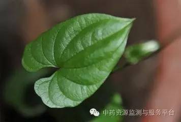 施肥山药种植技术要点_山药的施肥种植技术_山药种植施肥技术