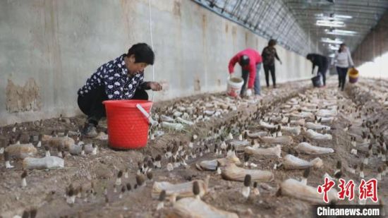 河北武邑发展羊肚菌种植 带动村民增收致富