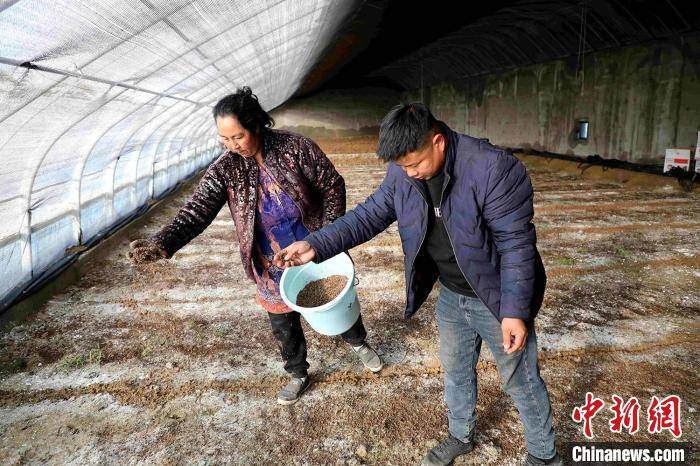 （乡村行·看振兴）新疆兵团：食用菌种植开辟增收新“钱”景