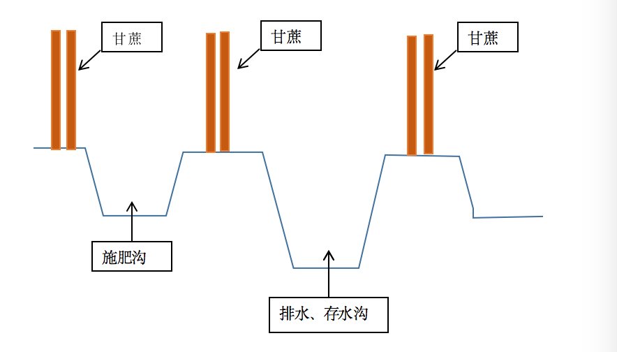 甘蔗种植管理技术规程_甘蔗种植管理技术_甘蔗种植管理技术与管理