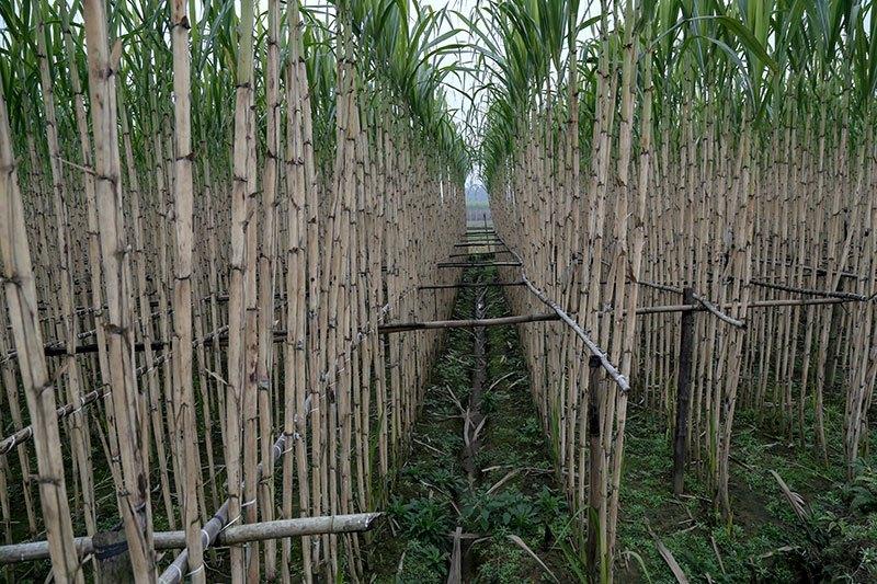 甘蔗种植管理技术_甘蔗种植管理技术规程_甘蔗种植管理技术与管理