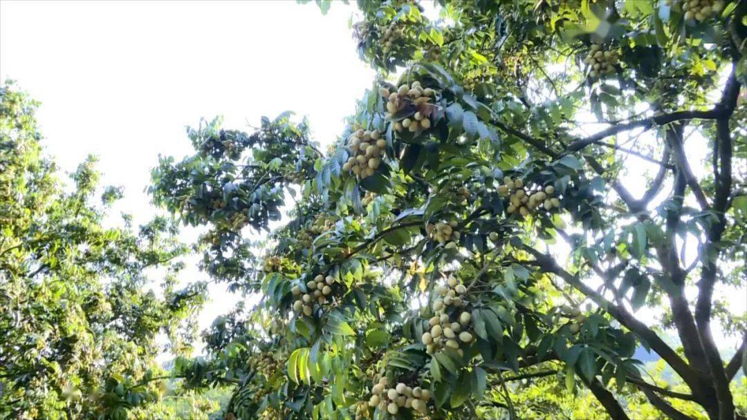 农村致富果种植_农村致富新项目种植_农民种植致富