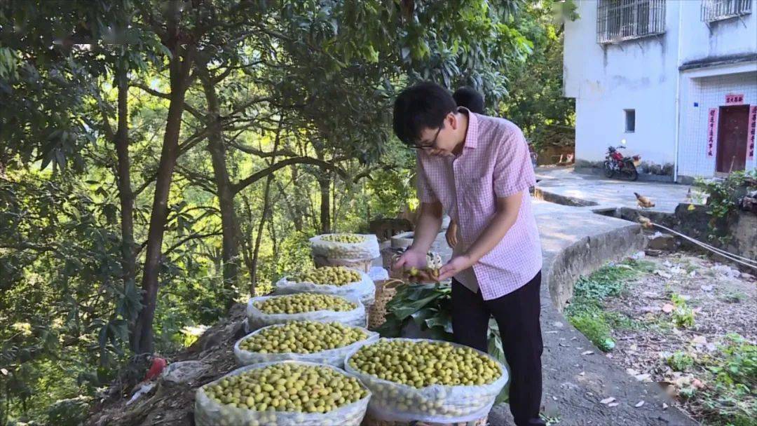 农民种植致富_农村致富果种植_农村致富新项目种植