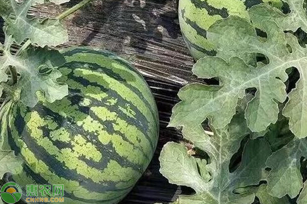 麒麟瓜冰糖种植技术要点_冰糖麒麟瓜多少钱一斤_冰糖麒麟瓜种植技术