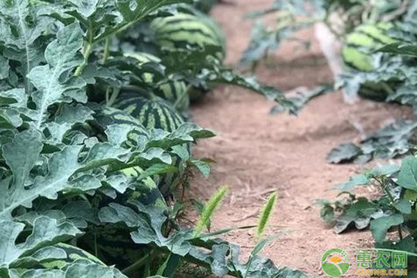 冰糖麒麟瓜种植技术_麒麟瓜冰糖种植技术要点_冰糖麒麟瓜多少钱一斤